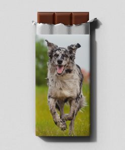 Australianpaimenkoira - Maitosuklaalevy 100 g